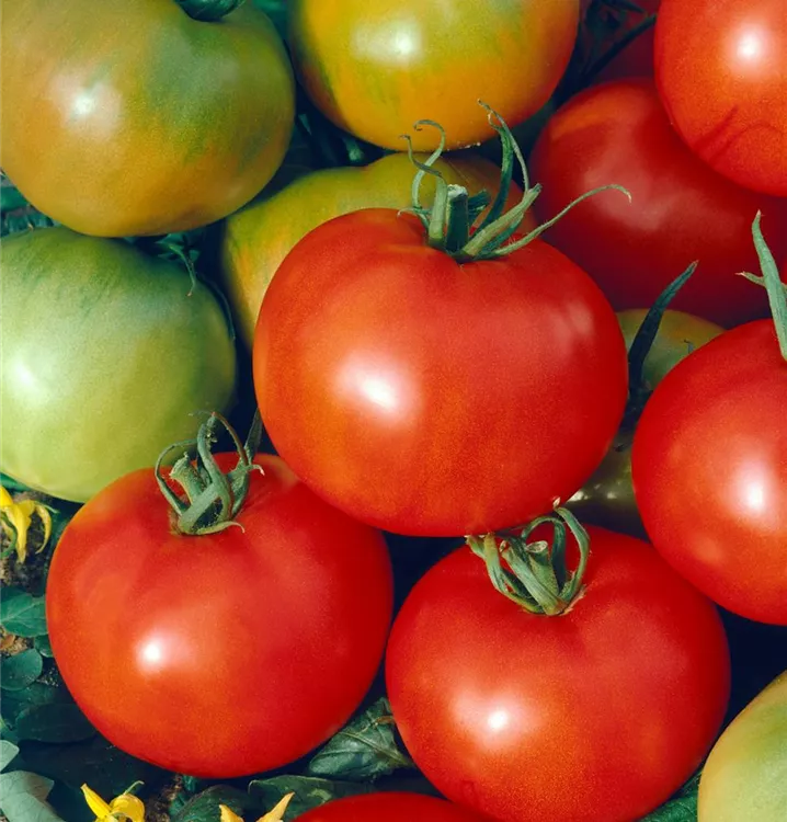 Tomate 'Moneymaker'