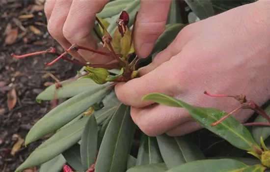 Rhododendron - Entfernen von Blütenständen