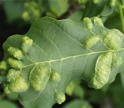 Filzgallmilbe an Walnuss