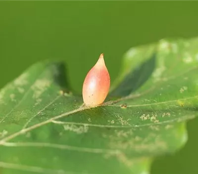 Gallmücke an Buchen