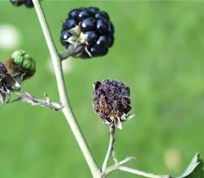 Grauschimmelfäule an Brombeeren