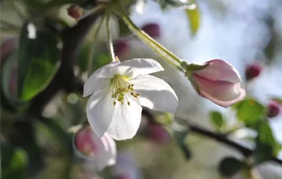 Ein guter Start ins Gartenjahr mit dem Obstbaumschnitt im Frühling