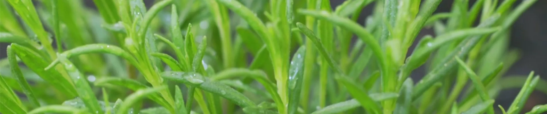 Lavendel - Einpflanzen im Garten (thumbnail).jpg