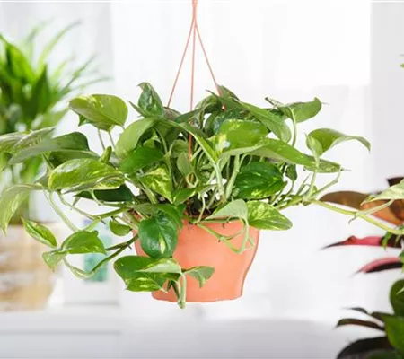 Efeutute - der lufterfrischende Glücksbringer