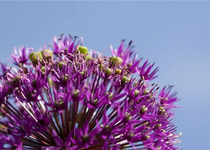 Essbare Blüten machen immer mehr Furore