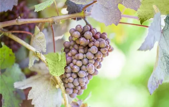 Warum Wein eigentlich aus Beeren gemacht wird