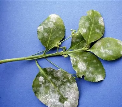 Echter Mehltau an Spindelsträuchern