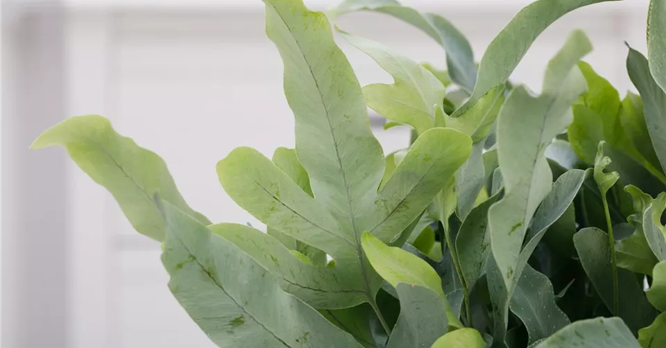 Phlebodium aureum 'Blue Star'