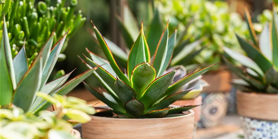 Agave lophantha 'Shaka Zulu'