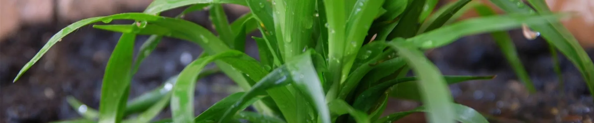 Waldmarbel - Einpflanzen im Garten (Thumbnail).jpg