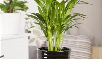 Zum Vergrößern klicken Bildvorschau