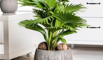 Zum Vergrößern klicken Bildvorschau