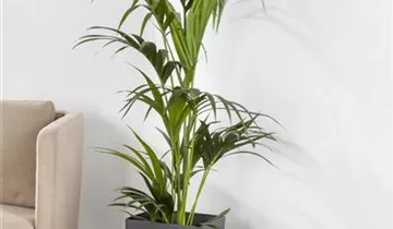 Zum Vergrößern klicken Bildvorschau