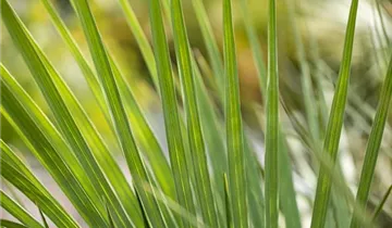 Zum Vergrößern klicken Bildvorschau