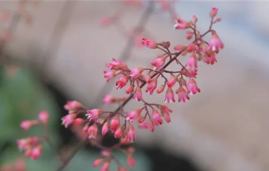 Echtes Purpurglöckchen (Heuchera)- Einpflanzen im Garten