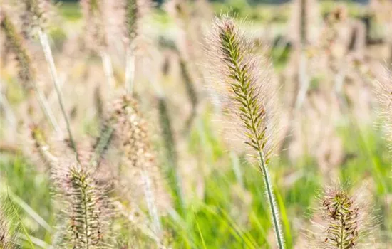 Gräser pflanzen leicht gemacht – So erstrahlt der Garten