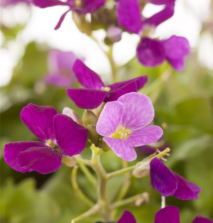 Kaukasische Gänsekresse