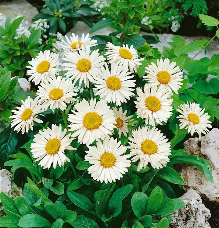 Aster