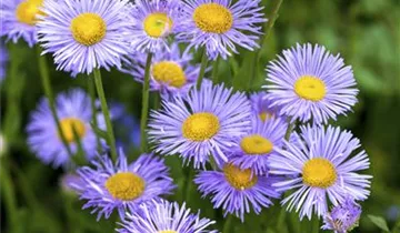 Zum Vergrößern klicken Bildvorschau