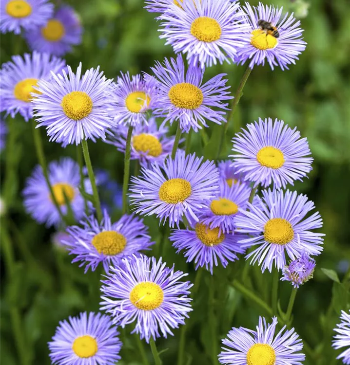 Kissen-Aster Kissen-Aster