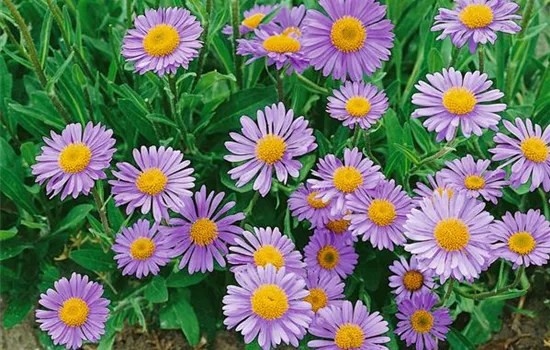 Setschuan-Aster Setschuan-Aster
