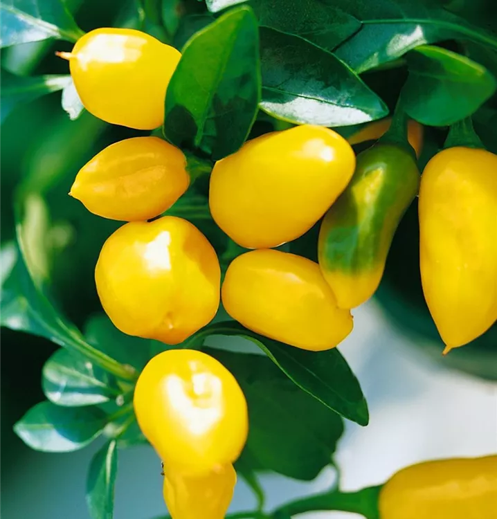 Paprika 'Karneval'