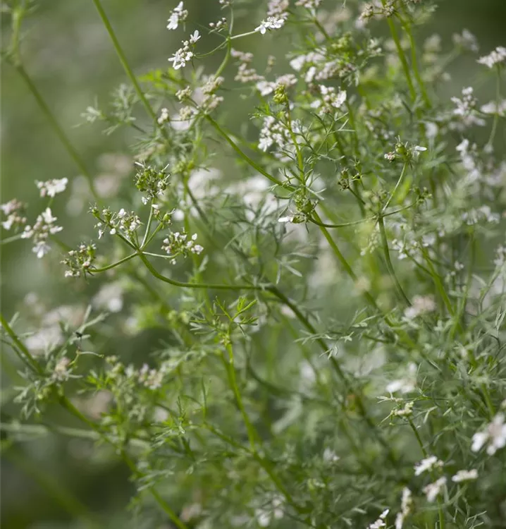 Koriander 'Caribe'