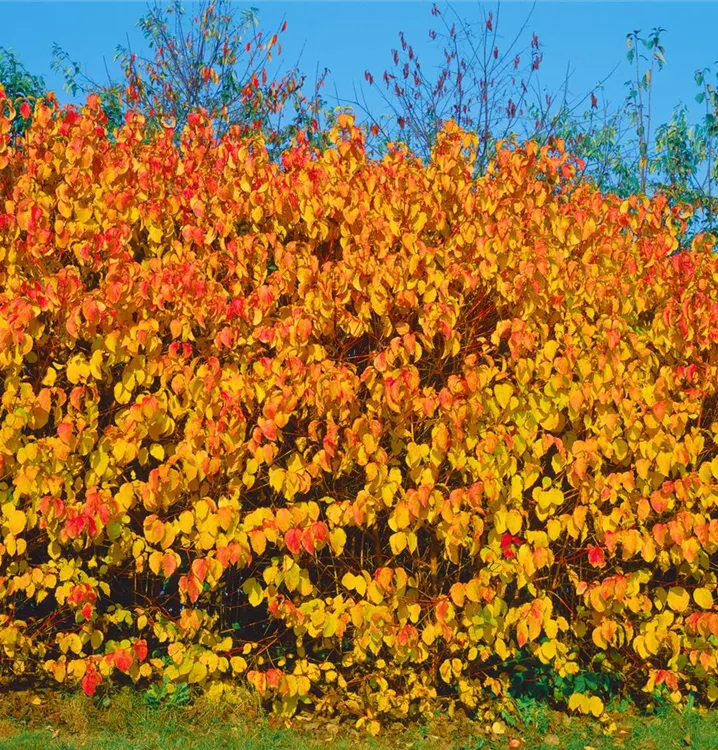 Roter Hartriegel
