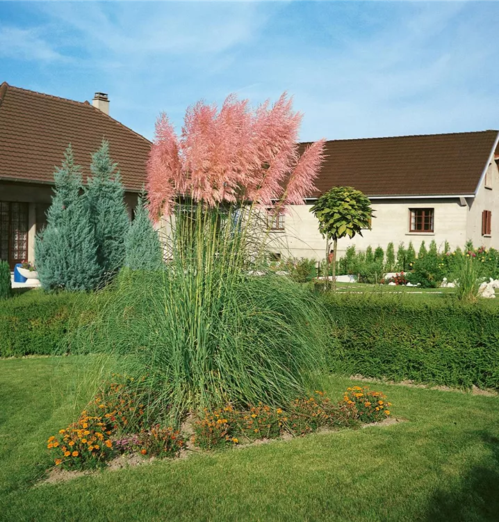 Pampasgras rosa und weiß