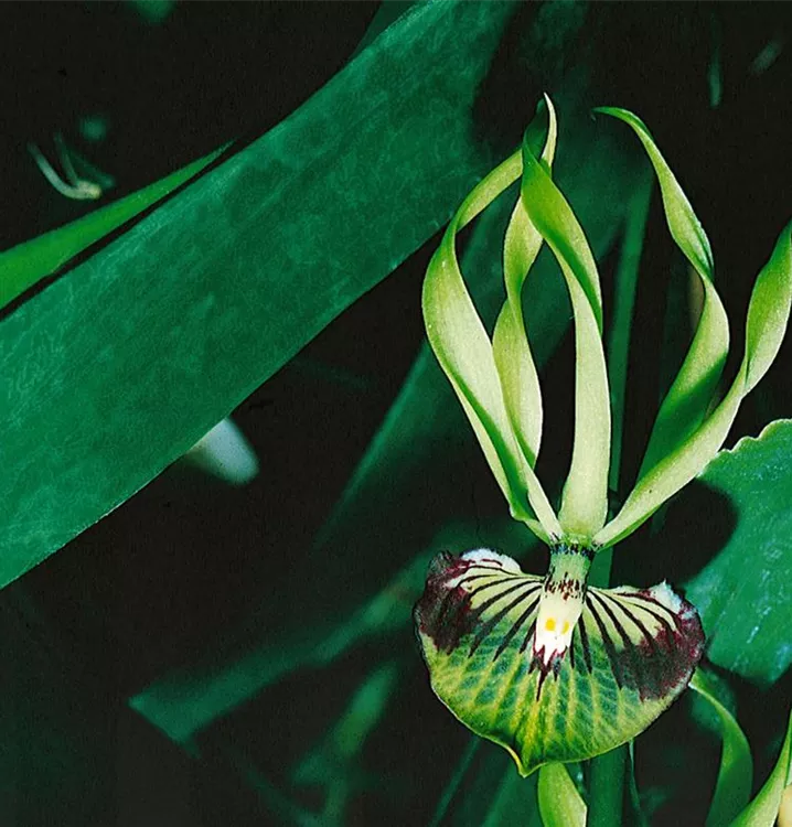 Encyclia 'Green Hornet'