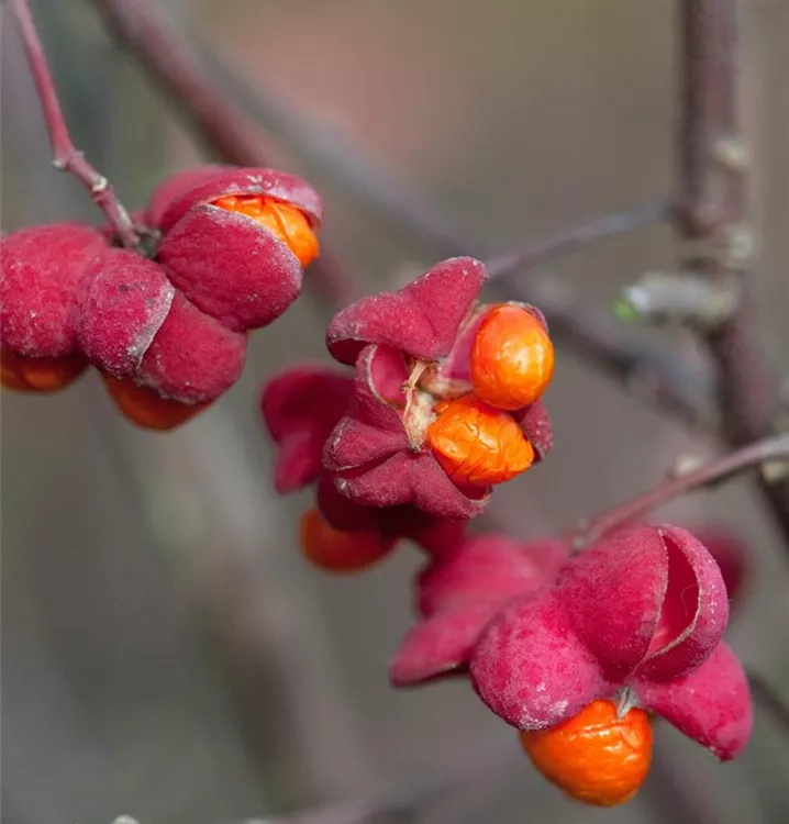 Euonymus