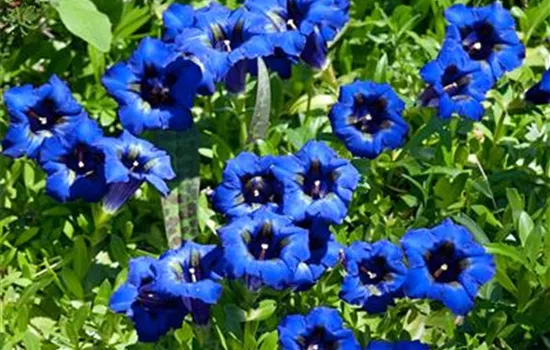 Kurzstängeliger Silikat-Enzian Kurzstängeliger Silikat-Enzian