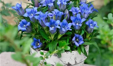 Zum Vergrößern klicken Bildvorschau