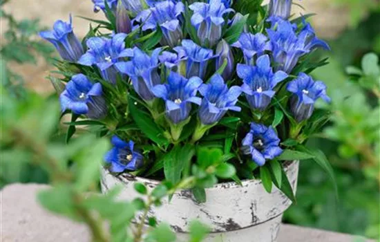 Pyramidaler Garten-Enzian 'Diana' Pyramidaler Garten-Enzian 'Diana'