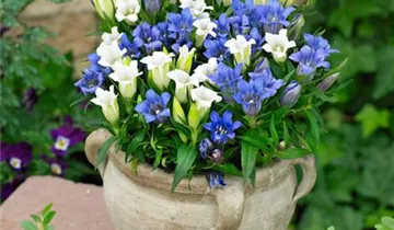 Zum Vergrößern klicken Bildvorschau