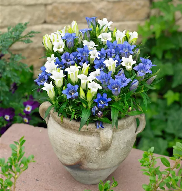 Rauer Enzian Rauer Enzian