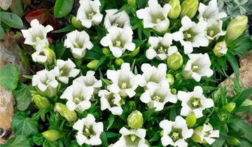 Zum Vergrößern klicken Bildvorschau