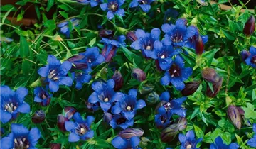 Zum Vergrößern klicken Bildvorschau