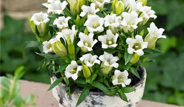 Zum Vergrößern klicken Bildvorschau