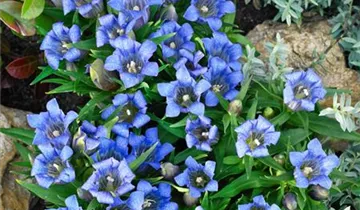 Zum Vergrößern klicken Bildvorschau