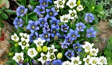 Zum Vergrößern klicken Bildvorschau