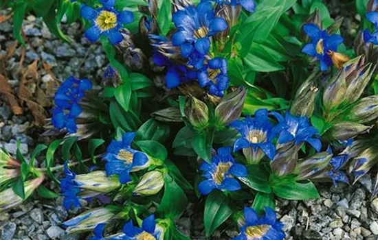 Sommer-Enzian Sommer-Enzian