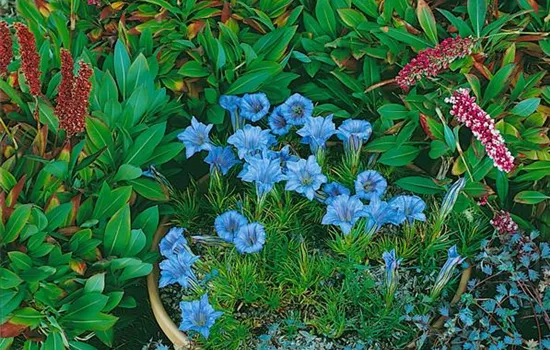 Chinesischer Herbst-Enzian Chinesischer Herbst-Enzian