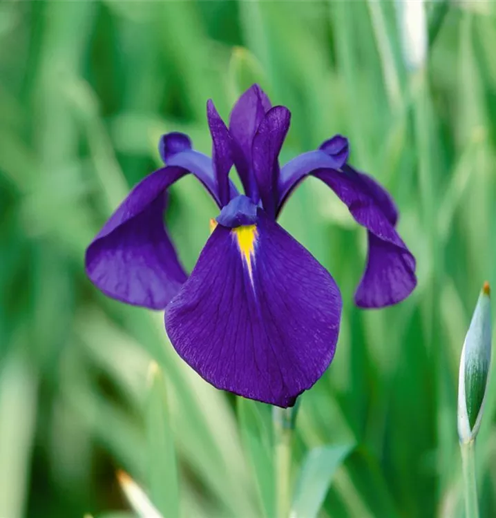 Sumpf-Schwertlilie 'Variegata'