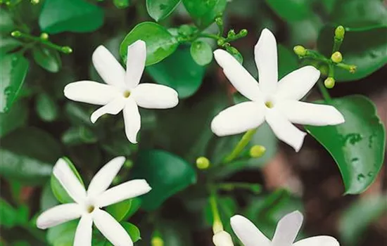 Afrikanischer Jasmin
