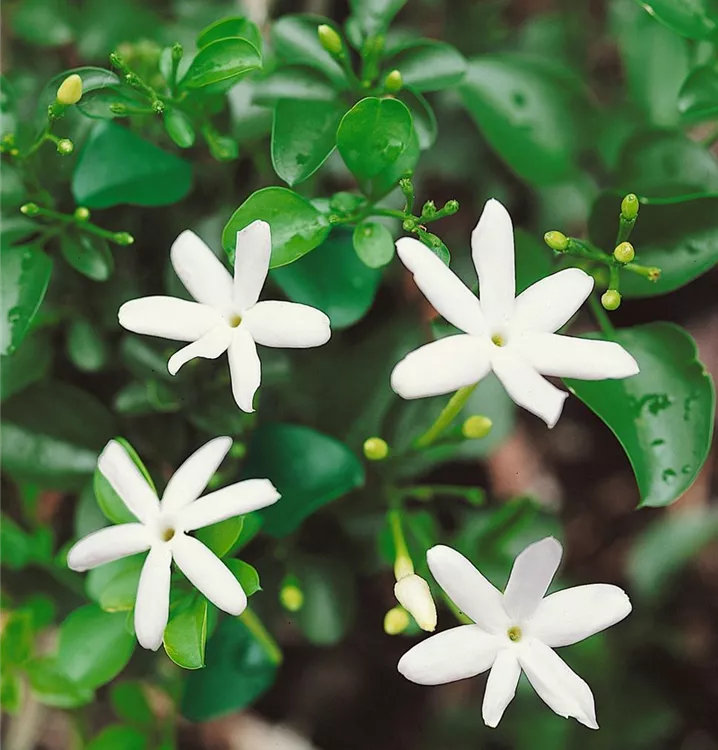 Afrikanischer Jasmin