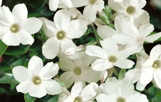 Weißer Jasmin