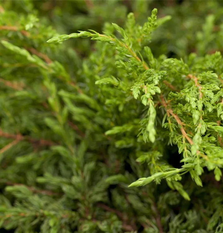 Kriechender Wacholder 'Repanda'