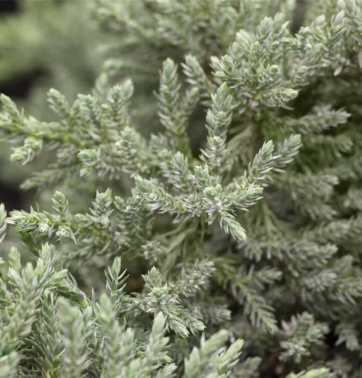 Chinesischer Berg-Wacholder