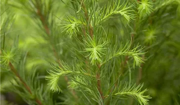 Zum Vergrößern klicken Bildvorschau